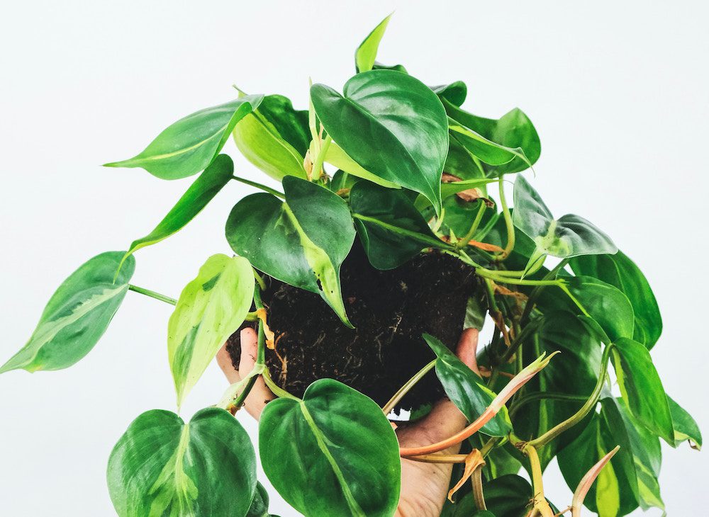 #2 - Potted Plant Gifts for First-Time Homeowners